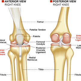 illustration of Digital, Line with Color, Realism, Technical, Editorial, Health, Information Graphics, Medical, Scientific, Sports