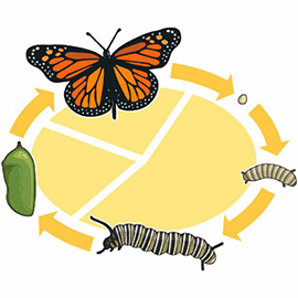 illustration of Digital, Line, Line with Color, Technical, Animals, Information Graphics, Nature, Science, Scientific, Wildlife