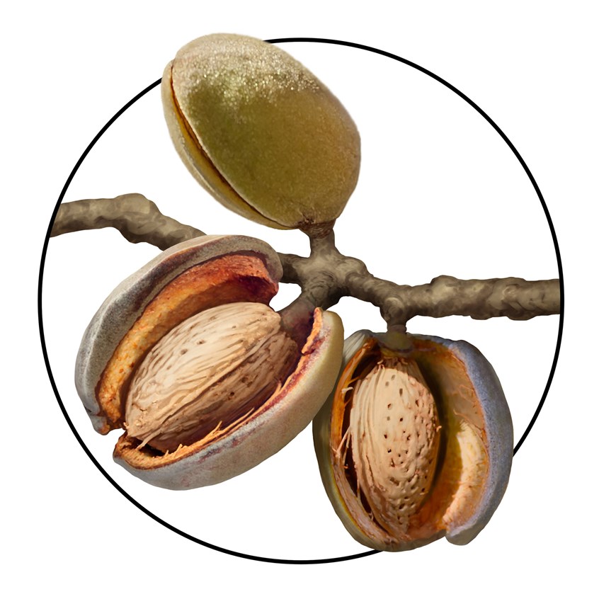 illustration of Almond, almonds, nuts, shell, hull, tree, branch, grow, agriculture, orchard, health, produce, fruit, antioxidant, recipe, packaging, branding, cookbook, photo-realistic, photorealism, hyper-realism, cuisine, cooking, organic, best illustration, quality, art, design, vegan, natural, flavor, food, healthy