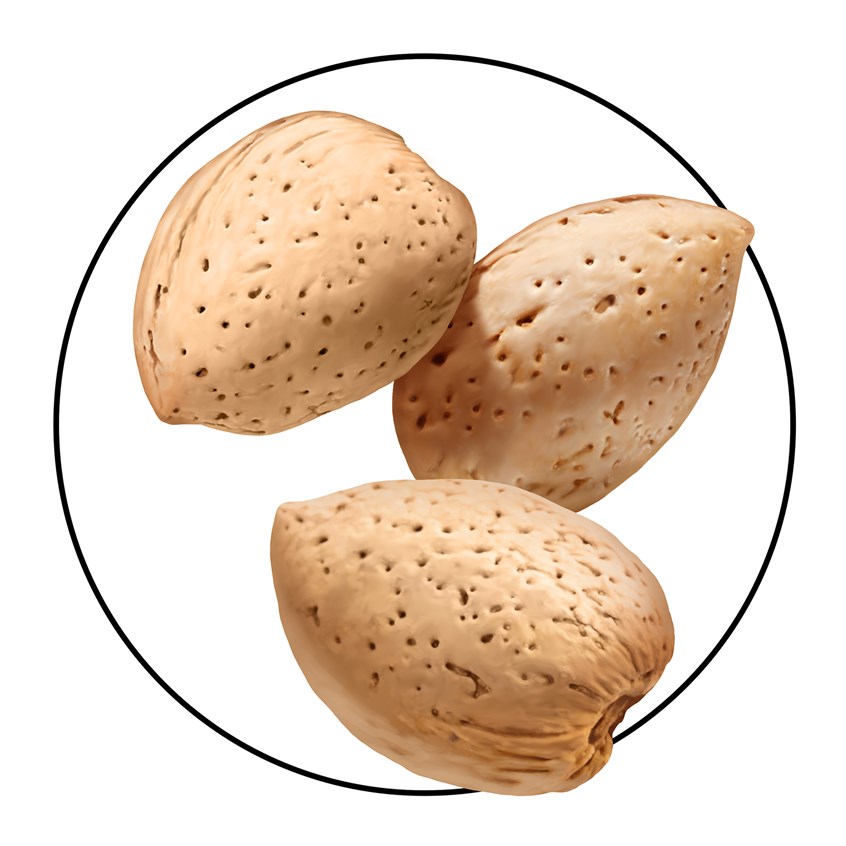 illustration of Almond, almonds, nuts, shell, hull, tree, branch, grow, agriculture, orchard, health, produce, fruit, antioxidant, recipe, packaging, branding, cookbook, photo-realistic, photorealism, hyper-realism, cuisine, cooking, organic, best illustration, quality, art, design, vegan, natural, flavor, food, healthy