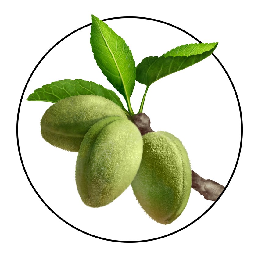 illustration of Almond, almonds, nuts, shell, hull, tree, branch, grow, agriculture, orchard, health, produce, fruit, antioxidant, recipe, packaging, branding, cookbook, photo-realistic, photorealism, hyper-realism, cuisine, cooking, organic, best illustration, quality, art, design, vegan, natural, flavor, food, healthy