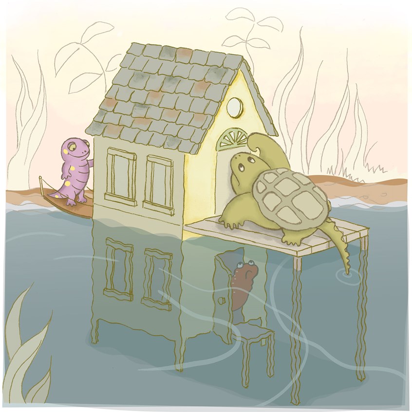 illustration of Newton is a newt. He hears a visitor banging on his door above. He is an amphibian, so his house is half above water and half below. It suits his biology. salamander, animal, picture book, amphibian, turtle, newt, house in water, house in and out of water, water, pond, nature, nature for kids, nature for children, mystery, surprise, emotions, emotional, painterly, digital, watercolor, photoshop, adobe, adobe photoshop, adobe illustrator, vector