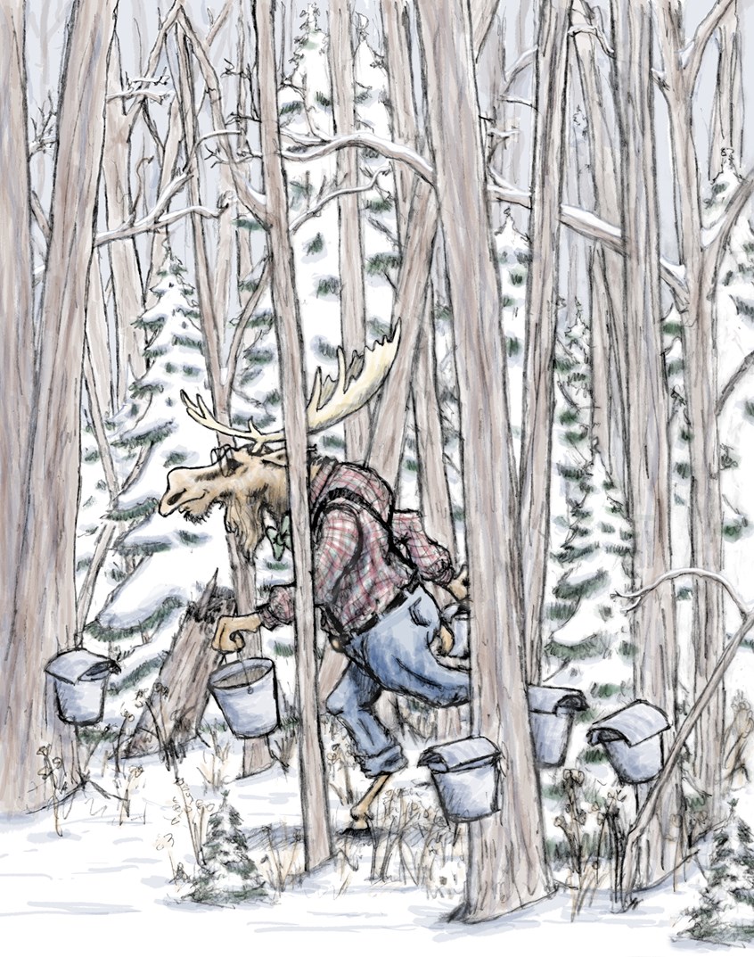 illustration of The Vermonotour is a docile creature that roams, the forests of Vermont helping collect maple syrup. Moose, Taps, Sap. Antler, Wildlife, Cover, Novel, Picture Book, Picture, Literature, Pine Trees, Greeting Card, Buckets, Maple Tree, Character Design, Fiction, Creature, Fantasy, Woods, Forest, Animal, Cute, Children's Book, Myth, Creative, Illustration, Illustrator, Art, Artist, Design, Travel, Folk Tale, Winter, Landscape, Whimsical, Snow, Travel. Plaid, Wildlife, Wandering, Beast, Farm,