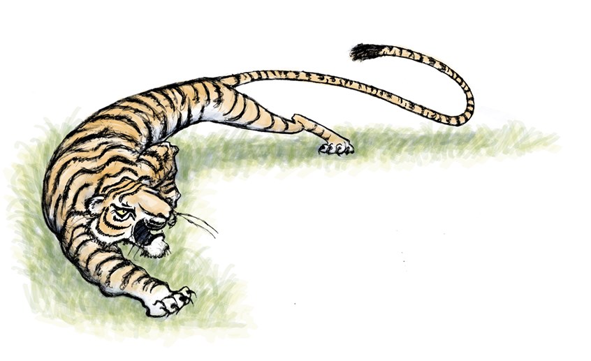 illustration of Illustration for the unpublished children's book, Three Puny Pachyderms.
Tiger, Cat, Picture Book, Character Design, Asia, Fun, Whimsical, Animals, Fairy Tale, Fantasy, Illustration, Illustrator, South East Asia, Art, Artist, Line, Wildlife, Animal, Children, Story Book, Character, Cover, Novel, Picture, Literature, Design, Happy, Joyful, Family, Brothers, Sister, Folk Tale, Cultural, Powerful, Beast, Feline, Stripes