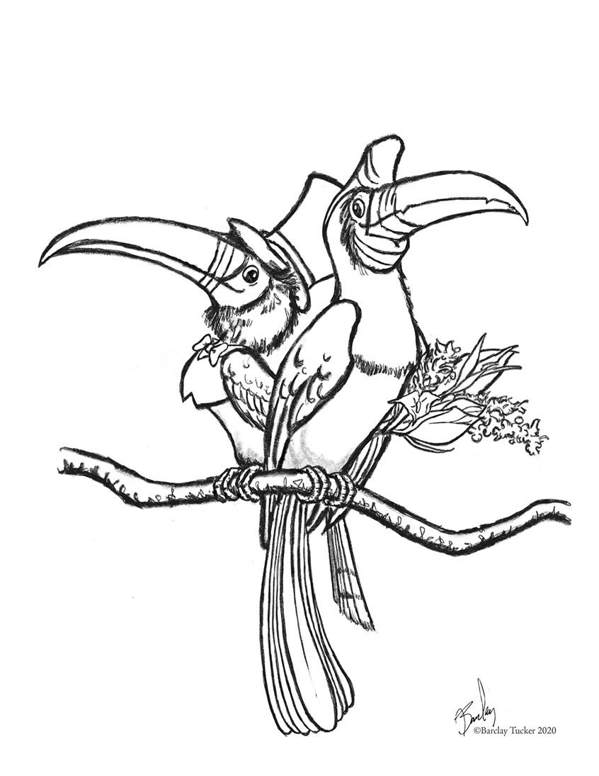 illustration of As a way to provide educational tools for teachers during the COVID 19 Pandemic, I was asked to illustrate a series of coloring pages for the Vermont Public Radio podcast, But Why a Podcast for Curious Children. This one is for the episode Do Animals Get Married Hornbill, Bird, Wedding, Marriage, Illustration, Illustrator, Designer, Graphic Design, Line Art, Coloring Page, Top Hat, Groom, Bride, Birds, Tropical, Bow Tie, Bouquet, Flowers,