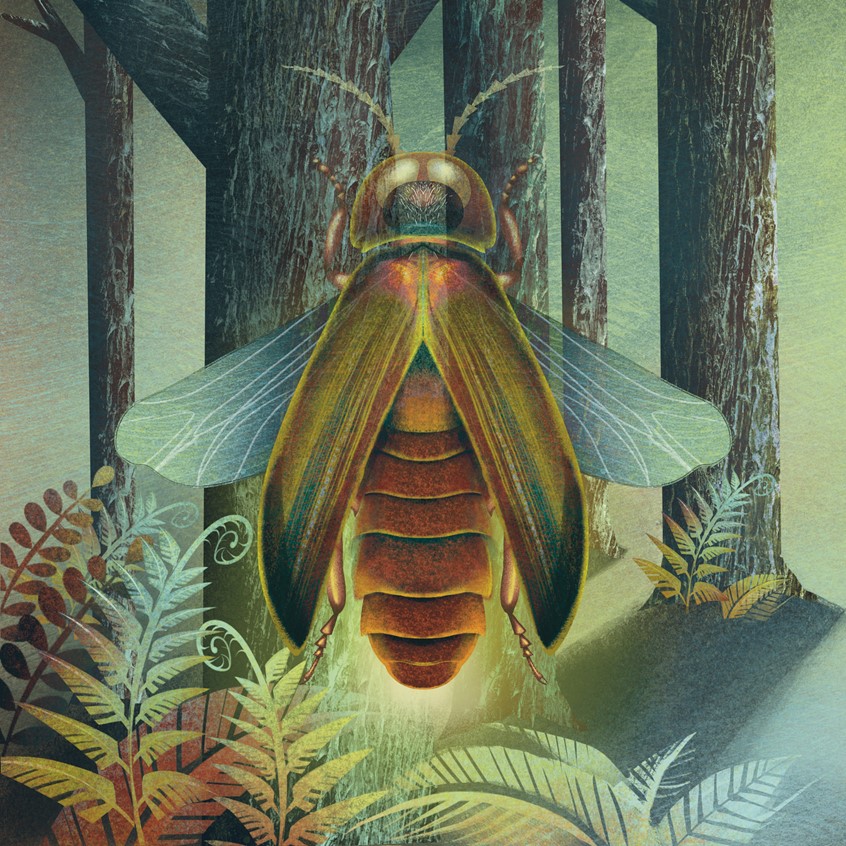 illustration of Chasing a Ghost (NC State, The Magazine of NC State University).
Under the darkness of night, entomologist Clyde Sorenson, pursues what could be a new species of firefly.
Firefly, Forest, Insects, Science