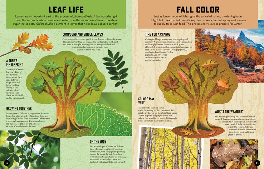 illustration of Inside Out Forest (Chartwell Books, The Quarto Group).
An interactive die-cut book for kids ages 7 to 12.
My illustrations populate a layered 3D model of a tree, which centers each section of Inside Out Forest, guiding the reader through a tree’s growth cycle and the seasons of the year.
Animal, Forest, Leaves, Plant, Nature, Tree