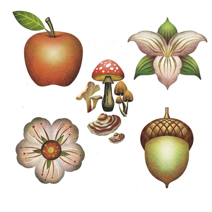 illustration of Inside Out Forest (Chartwell Books, The Quarto Group).
An interactive die-cut book for kids ages 7 to 12.
My illustrations populate a layered 3D model of a tree, which centers each section of Inside Out Forest, guiding the reader through a tree’s growth cycle and the seasons of the year.
Acorn, Apple, Blossom, Flower, Forest, Fungi, Mushroom, Nature, Trillium