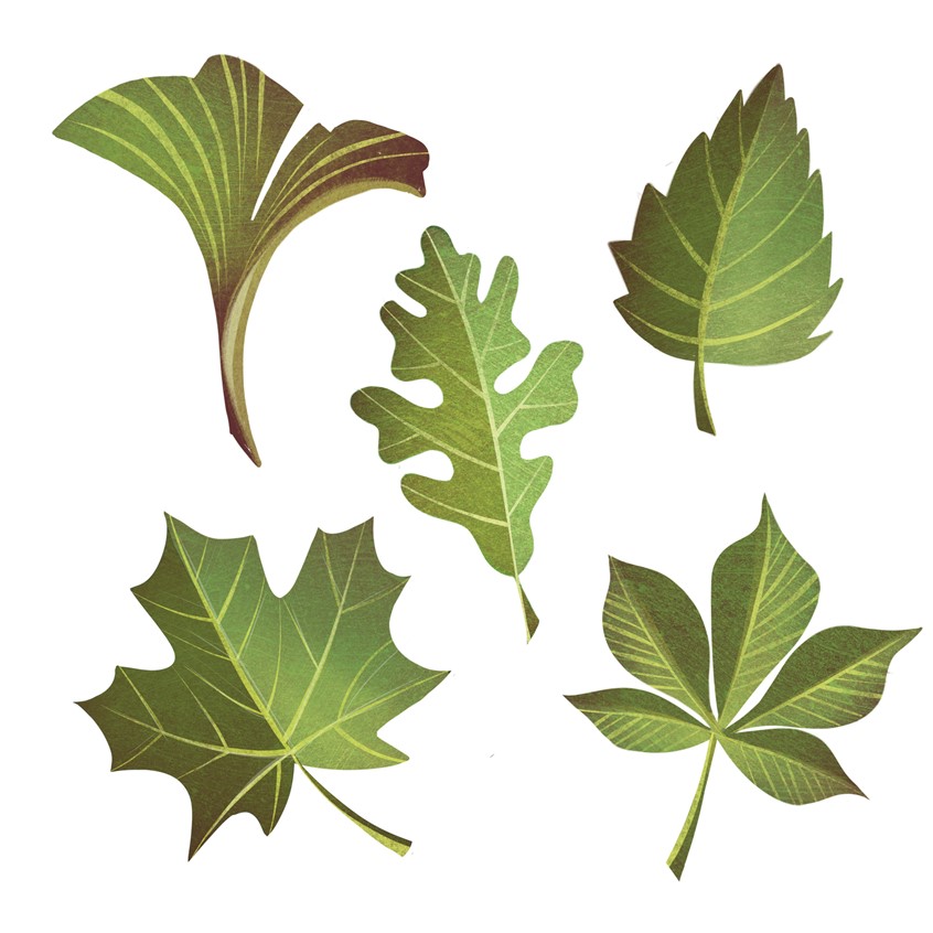 illustration of Inside Out Forest (Chartwell Books, The Quarto Group).
An interactive die-cut book for kids ages 7 to 12.
My illustrations populate a layered 3D model of a tree, which centers each section of Inside Out Forest, guiding the reader through a tree’s growth cycle and the seasons of the year.
Birch, Chestnut, Forest, Ginko, Leaves, Maple, Nature, Oak, Plant, Tree
