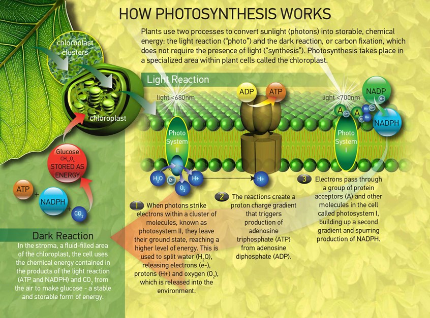 illustration of 3D rendering depicting how photosynthesis works, 3D illustration, CGI, Adobe photoshop images, Vector Images, Historical images, Technical Images, Science, Scientific images, Photorealism, Montages, Products, Maps, Animation, Scientific animation, Astronomy, People, Animals, Archeology, Architecture, Cutaways,