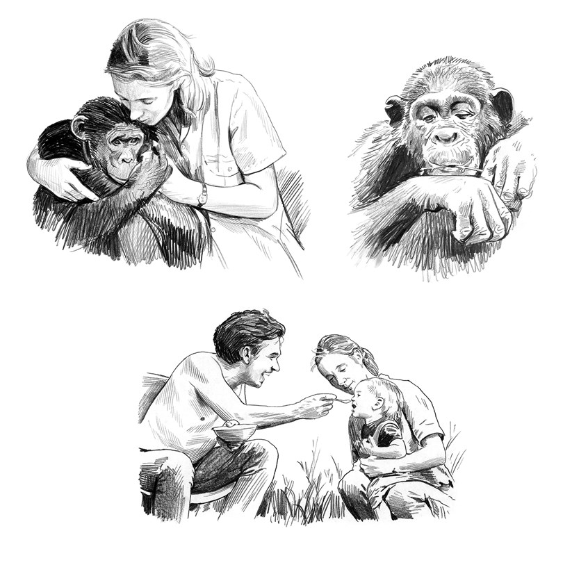 illustration of Portrait of Jane Goodall for National Geographic Magazine.
National Geographic, Hugo Van Lawick, chimpanzee, monkey, nature, research, environment, chimp, primate, feeding, drawing, sketch, Africa, nature research, travel, journal, journal sketch, infant