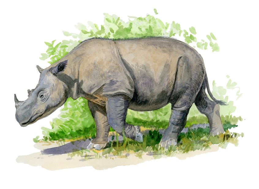 illustration of Painting of Sumatran rhino for National Geographic Magazine.
Bornea, Sumatra, Malay peninsula, map, painted map, rhino, Sumatran rhino, mountains, topography, island, landmass, geology, geography, globe, history, animals, research, preservation, cartography, wild animal, Africa, African animals, zoo, zoology