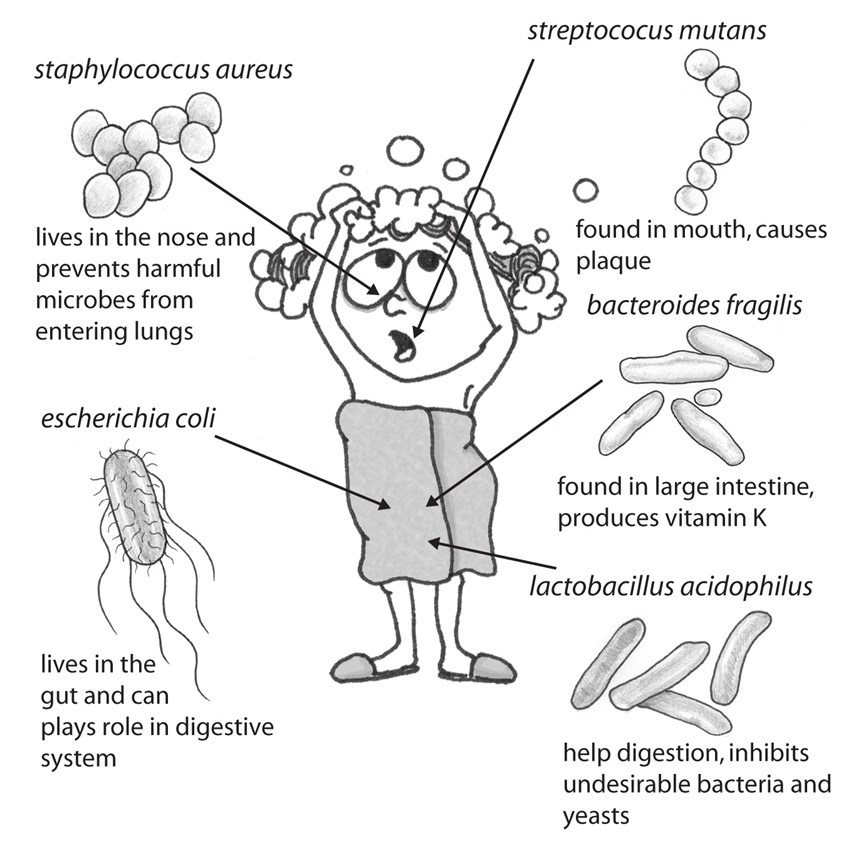 illustration of Different types of bacteria that live in your body
character, washing hair, humor, fun, science, digestion, bubbles, bacteria, towel, slippers