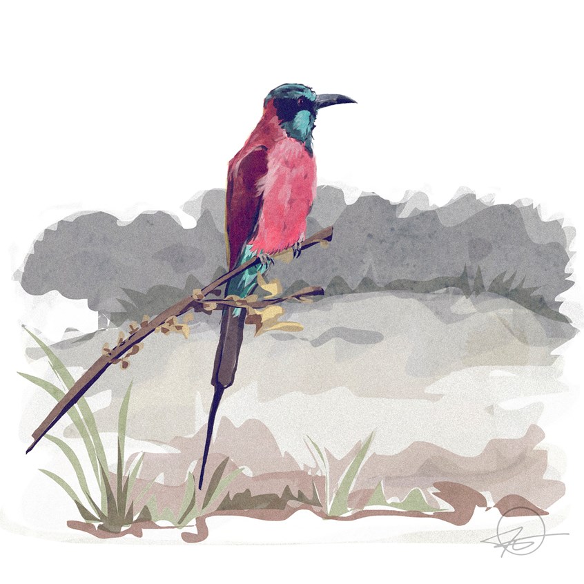 illustration of A portrait of a Southern Carmine Bee-Eater from my safari in Uganda.
Illustrator, illustration, art, design, best, consumer, arts, Travel, tourism, grass, environment, adventure, grey, colourful, bird, zoo, zoology, book, kids book, cover, magazine, editorial, endangered, conservation, safari, wildlife ‘