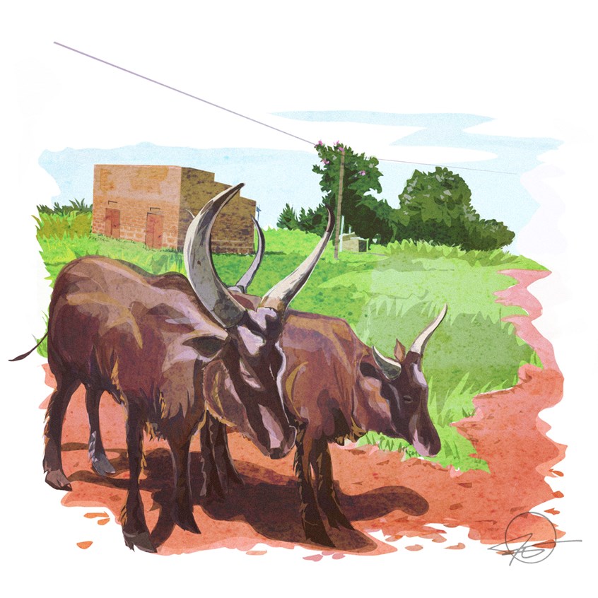 illustration of Driving along a typical highway, in Uganda, you'll see cows and bulls along the side of the road.
Illustrator, illustration, art, design, best, consumer, arts, Safari, travel, adventure, tourism, red earth, Africa, domestic, cover, editorial, lifestyle, trees, soil, grass, horns, buildings, adventure, herd