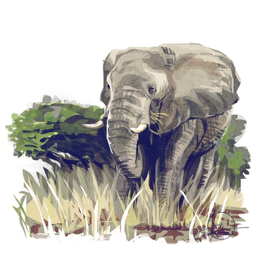 illustration of an elephant from my safari in Uganda.
Illustrator, illustration, best, art, design, consumer, elephant, tusk, safari, tourism, tourist, zoo, natural, endangered, in the wild, art, zoology, book cover, novel, children’s book, kids book, landscape, scenery, jungle, grass, trees, travel, vacation