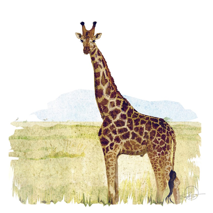 illustration of A giraffe, from my safari in Uganda.
Illustrator, illustration, art, design, best, consumer, arts, Africa, safari, endangered, zoo, zoology, conservation, wildlife, grass, sky, majestic, pattern, animal, magazine, cover, adventure