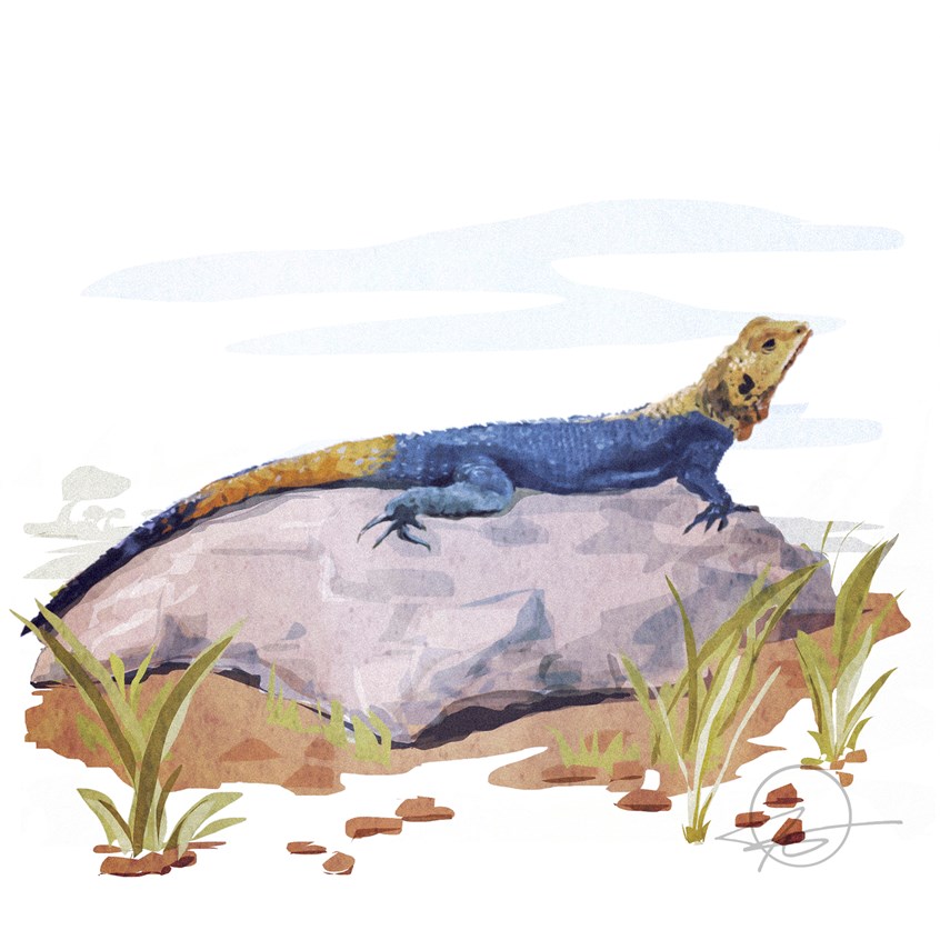 illustration of Living the good life in Uganda... sunbathing.
Illustrator, illustration, art, design, best, consumer, arts, Africa, travel, wildlife, wilderness, portrait, zoo, zoology, reptile, tourism, magazine, children’s book, grass, rocks, relax, cover, warm, sun, family, journal, exploration