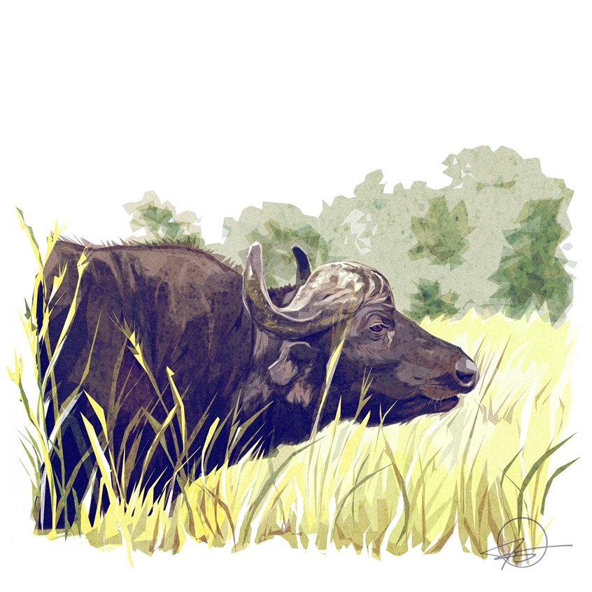 illustration of A portrait of a Water Buffalo from my safari in Uganda.
Illustrator, illustration, art, design, best, consumer, arts, Africa, travel,tourism, safari, animals, wildlife, outdoors, trees, sky, grass, cover, editorial, magazine, endangered, mammal, jungle