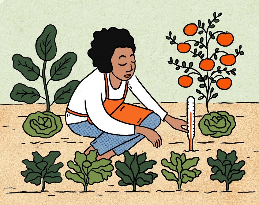 illustration of Illustration for Berkeley Alumni Magazine
Key words: Food, Agriculture, Industry, Planetary Health, Greenhouse Gas Emissions, Innovation Soil Water Ecosystem, Carbon Footprints, Farming, Farmers Growing New Foods, Plant-Based, Black woman, Gardening, Tomatoes