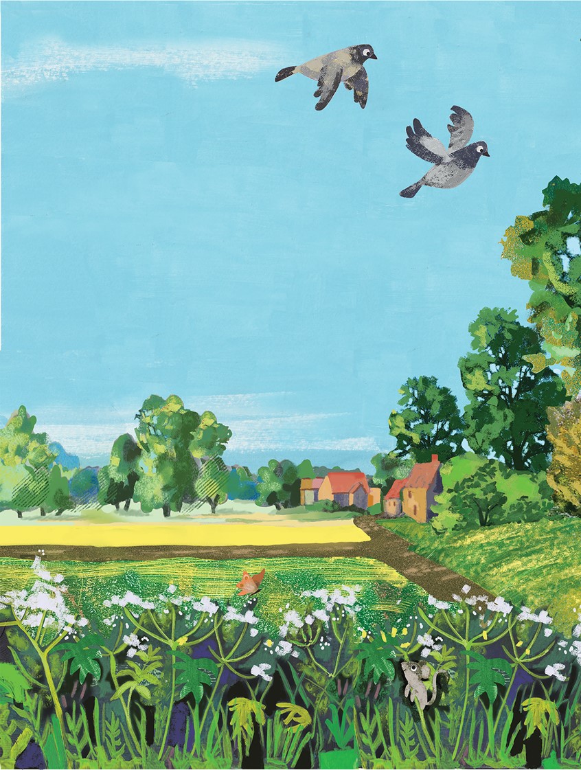 illustration of Summer's day, countryside, summer, sunshine, happy, trees, flowers, butterfly, rabbit, mouse, squirrel, cow parsley, woods, woodland, woodland creatures, fields, birds, wildlife, children's books, little boy, child, bunny, sunshine,