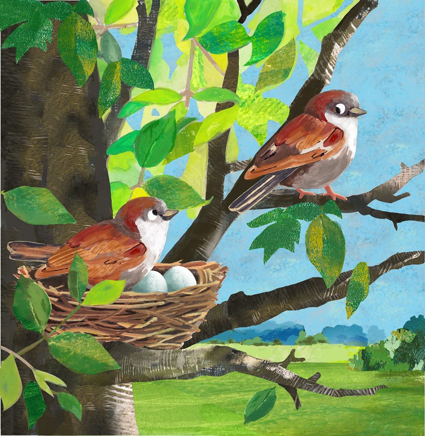 illustration of seasons, spring, love, nature, little birds, bird, birds, sparrows, nest, morning, sunshine, springtime, family, happy, warm, sunny, sunshine, countryside, fields, field, tree, trees, eggs, leaves, sunlight, Mum, Dad, sustainability, conservation, branch, morning, autumn, winter, summer, gouache, collage, digital, whimsy, whimsical,
