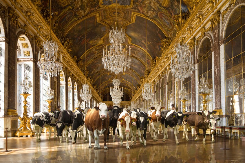illustration of Photorealistic illustration of cattle inside of Versailles, anime character, cgi image, adobe photoshop image, adobe vector image, digital image, people, teens, photo illustration, realistic images, animation, portraits, children books, book covers, medical illustrations, magazine illustrations, products, animals, landscapes, science fiction illustrations, sci-fi, fantasy, social studies, architecture, illustrations of kids, science, montages.