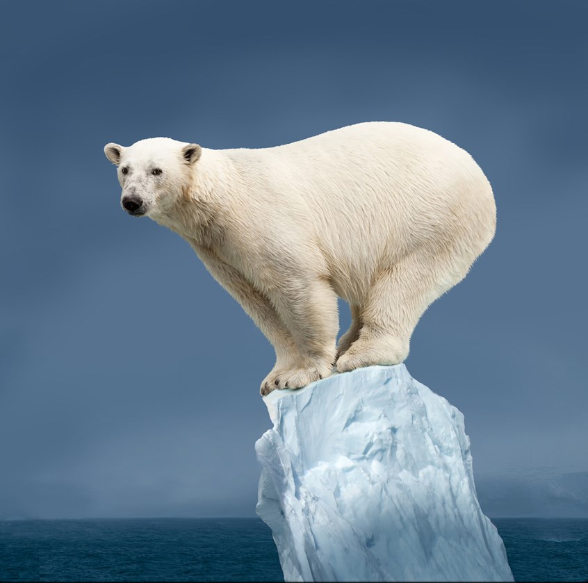 illustration of 3D rendering of Polar Bear , anime character, cgi image, adobe photoshop image, adobe vector image, digital image, people, teens, photo illustration, realistic images, animation, portraits, children books, book covers, medical illustrations, magazine illustrations, products, animals, landscapes, science fiction illustrations, sci-fi, fantasy, social studies, architecture, illustrations of kids, science, montages.