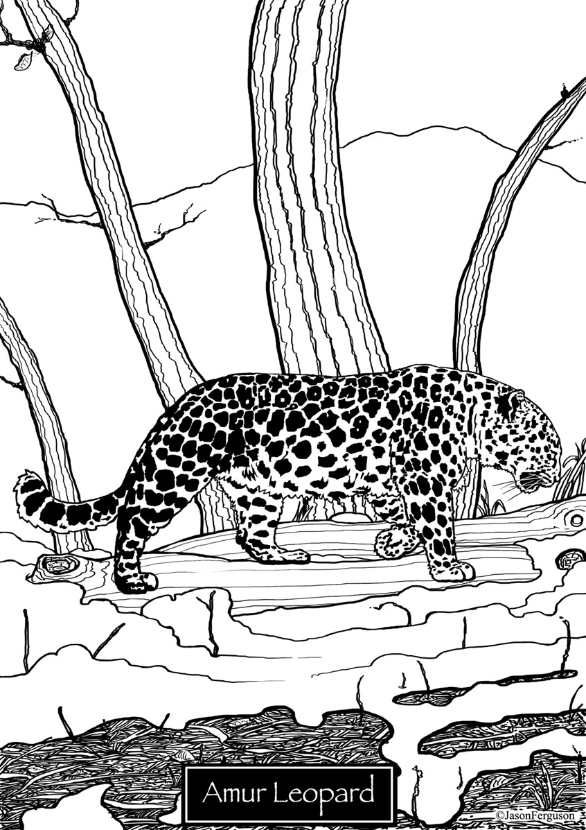 illustration of Coloring page of an Amur Leopard, Critically Endangered Species.
coloring, editorial, black and white, Amur Leopard, big cat, critical, endangered, species, magazines, books, social media,