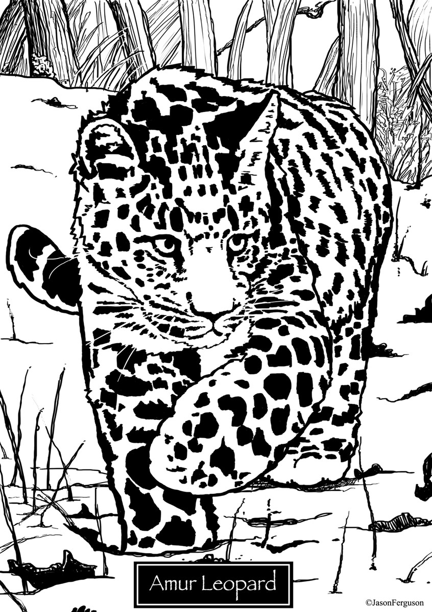 illustration of Coloring page of an Amur Leopard Cub, Critically Endangered Species.
coloring, editorial, black and white, Amur Leopard, cub, big cat, critical, endangered, species, magazines, books, social media,