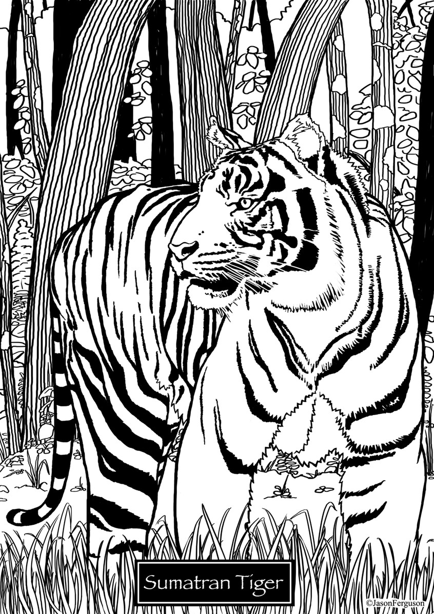 illustration of Coloring page of an Sumatran Tiger, Critically Endangered Species.
coloring, editorial, black and white, Sumatran Tiger, big cat, critical, endangered, species, magazines, books, social media,