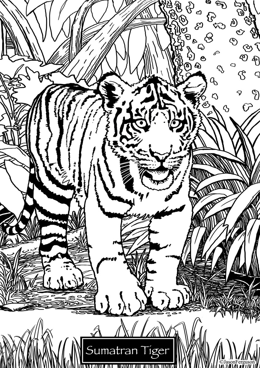 illustration of Coloring page of an Sumatran Tiger Cub, Critically Endangered Species.
coloring, editorial, black and white, Sumatran Tiger, cub, big cat, critical, endangered, species, magazines, books, social media,
