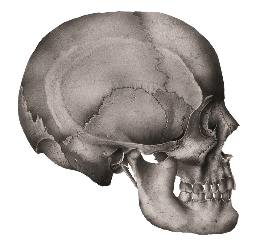 illustration of Easy to read, learning to read, medical,
teach children, creative, young readers, Children’s education, realistic illustrations, mother & daughter, father & son, family, family time, imagination, beautiful images, scientific, anatomy, black and white illustration, pen and ink