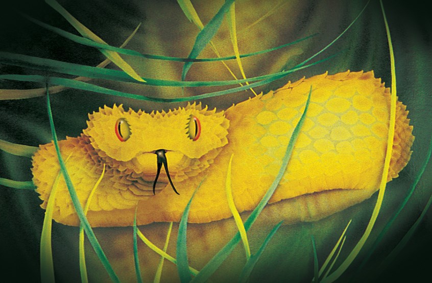 illustration of Easy to read, learning to read, fun story
funny illustrations, fantastical world
teach children, creative, young readers, Children’s Fantasy, nature books, education, realistic illustrations, mother & daughter, father & son, family, family time, imagination, beautiful images, snake, plants, butterflies, colorful, science books, scientific, yellow, grass, biology, story time
