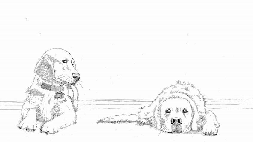 illustration of Two of the hardest working staff members in Doernbecher Children's Hospital in Portland, Oregon. On the right is the veteran therapy dog Hope and on the left is the rookie Davis. Mechanical pencil on Bristol board. #pets