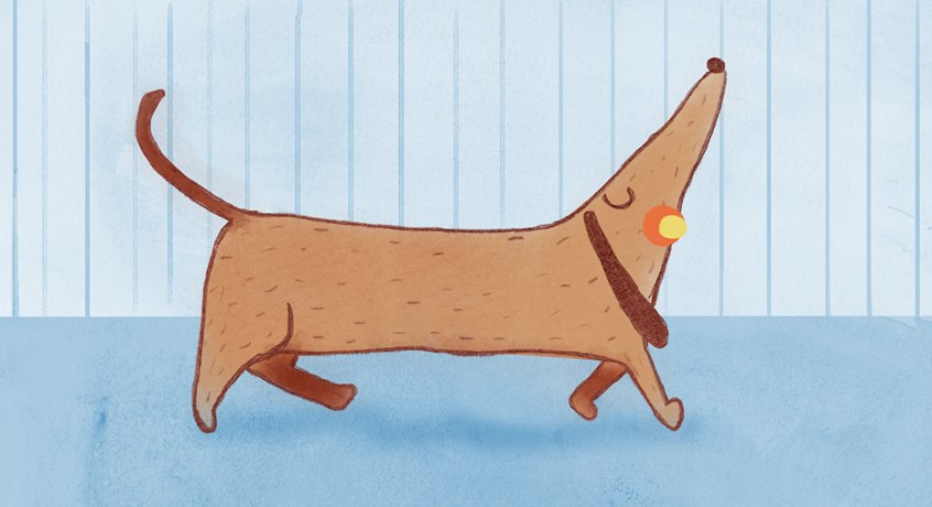 illustration of Pedro, the naughty sausage dog, has accomplished the mission to steal his young master pacifier and now walks with his head up, proud of the enterprise. dog, dummy, pride, dachshund, bassett hound, puppy, proud, disdainful, haughty, highfalutin, lofty, lordly, prideful, superior, confident, bossy, cocky, swaggering