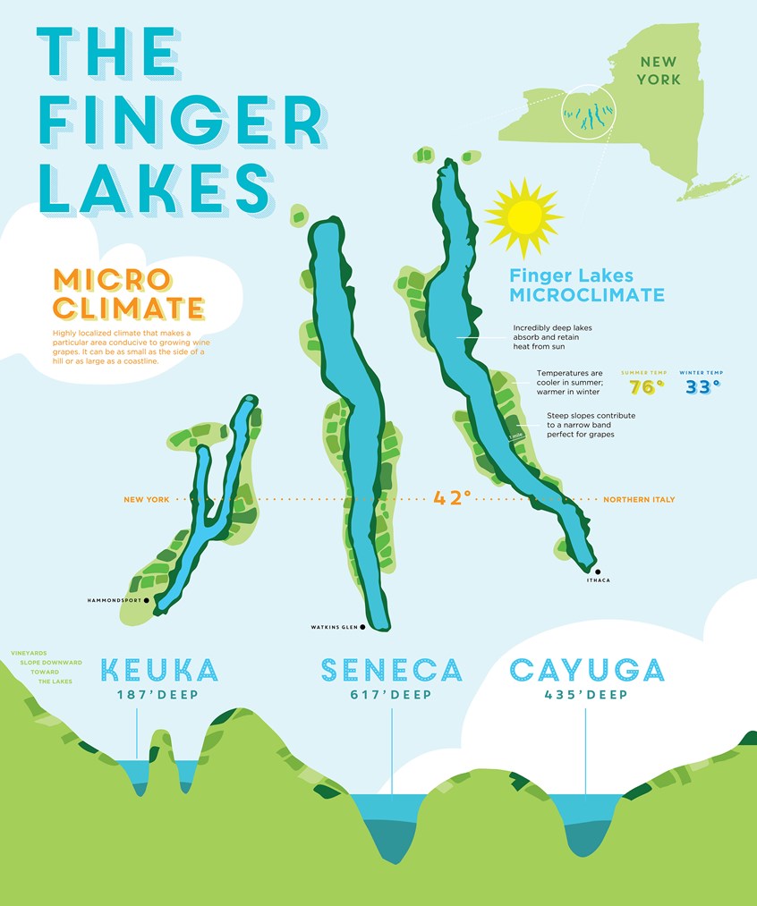illustration of Finger Lakes, New York, Map, Wine, Wine Regions, Education, Wine Tour, Colorful, Playful, Bold, Climate, Microclimate, Seneca Lake, Cayuga Lake, Keuka Lake, Vineyards, Latitude, Aerial View