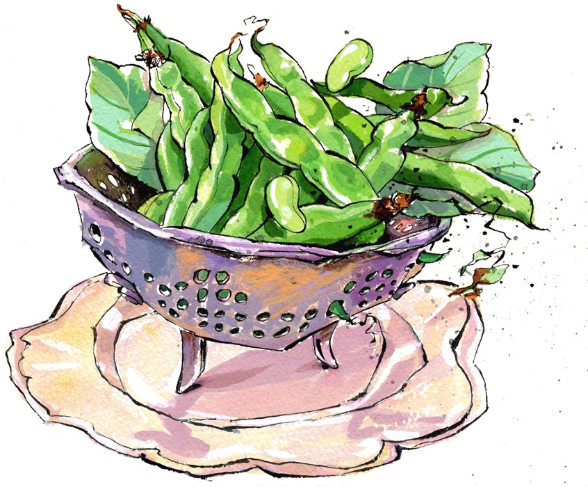 illustration of Fresh fava beans from the garden in antique colander. One of 50 illustrations for cookbook,