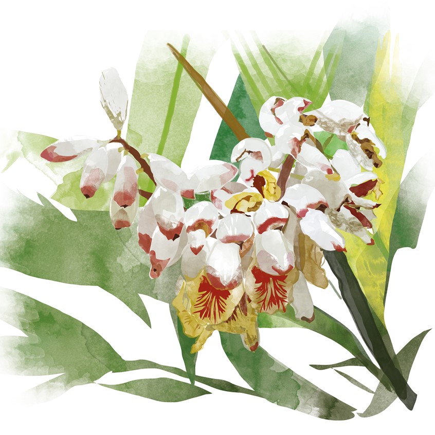 illustration of Every year is different from all others, and, for 2020, it is spices that give it its personality and flavour: star anise, turmeric, cardamom, poppy, coriander, cinnamon, nutmeg, chili pepper, pepper, vanilla, sesame, saffron, and ginger zestfully develop into shapes and colours across multiple illustrations that signpost the passing of the days.
A 2020 diary with original illustrations
cardamom, spices, cooking, flower, italian style