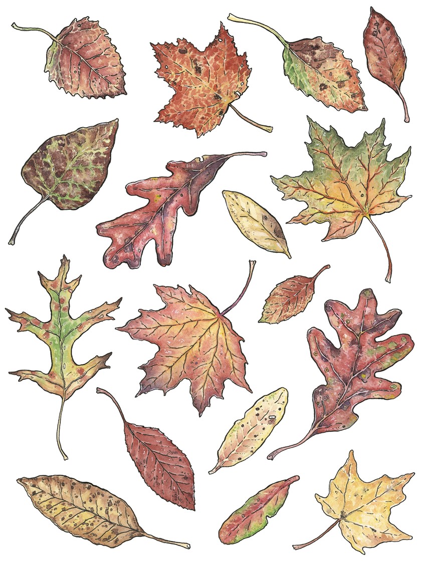 illustration of A collections of colorful autumn leaves. Medium: ink and watercolor.
Decorative illustration, botanical illustration, fall, autumn, colors, seasons, detailed.