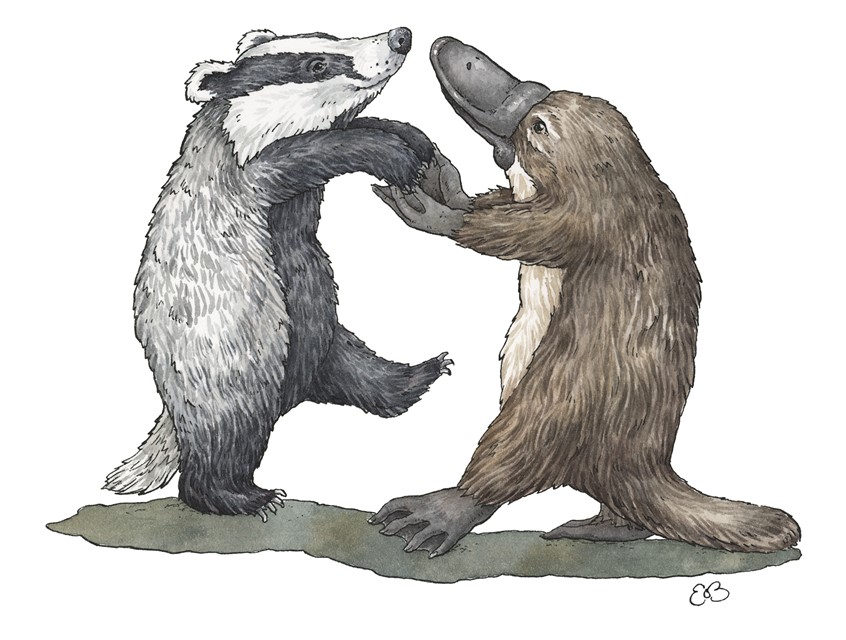 illustration of Badger and Platypus friends dancing. Medium: ink and watercolor.
Children's illustration, picture book, animal characters, playful, friendship, family, woodland animals, children's literature, children's illustrator, anthropomorphism, Erin O’Leary Brown.