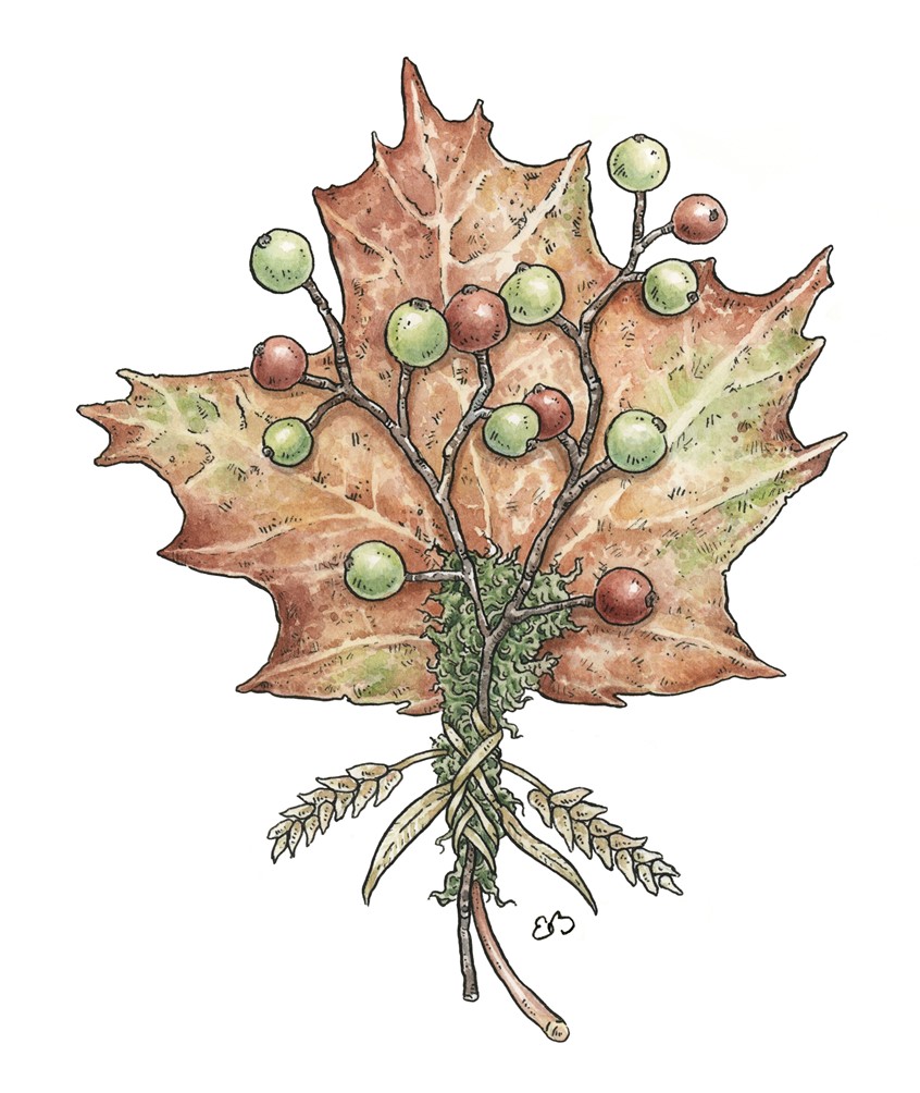 illustration of Maple leaf and berries wrapped in a bouquet. Medium: ink and watercolor.
Decorative illustration, botanical illustration, fall leaves, greeting cards, licensing, maple leaf, nature designs, autumn, detailed, fall colors.