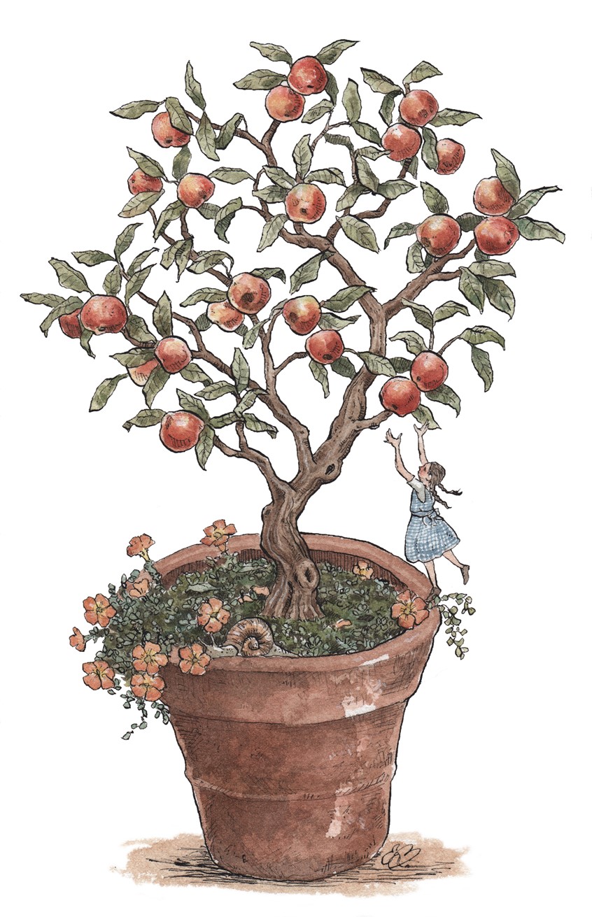 illustration of A tiny girl picking apples. Medium: ink and watercolor.
Children's illustration, picture books, kids books, children's publishing, fruit tree, apple tree, tree, fruit, plant, garden, child.