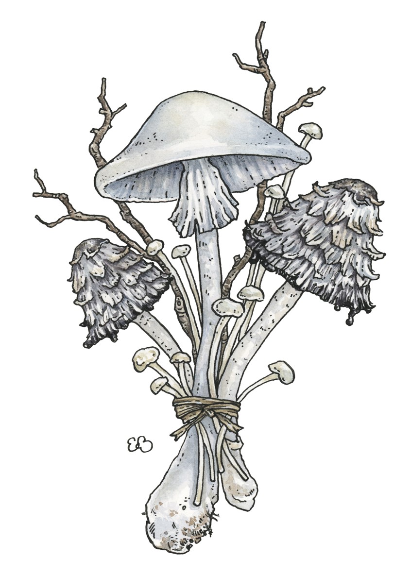 illustration of Destroying Angel Mushroom Bouquet. Medium: ink and watercolor.
Botanical, decorative illustration, mushroom, plants, floral, greeting card, licensing, whimsical.