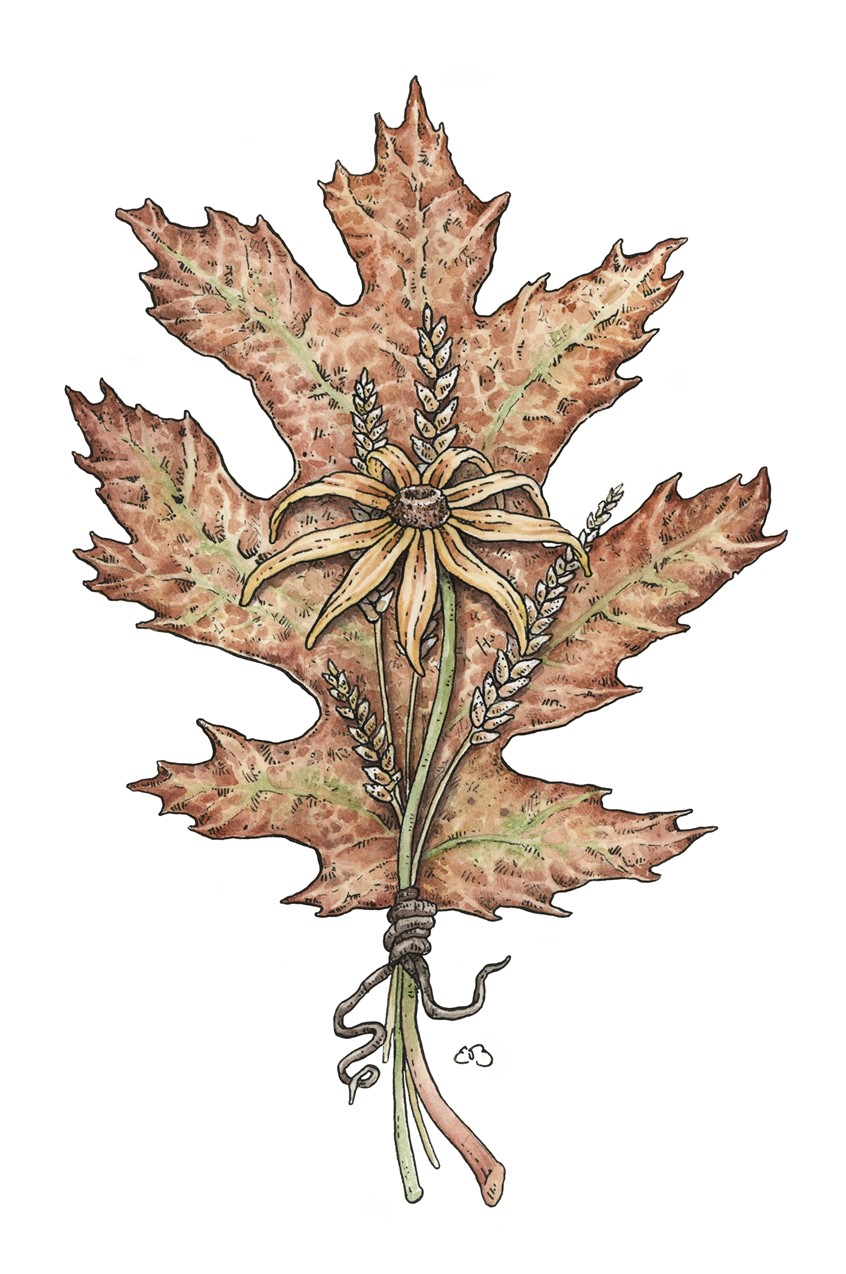 illustration of Oak leaf and brown-eyed susan wrapped in a bouquet. Medium: ink and watercolor.
Decorative illustration, botanical illustration, fall leaves, greeting cards, licensing, oak leaf, flower, nature designs, autumn, detailed, fall colors.