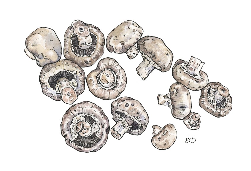 illustration of A handful of edible mushroom. Medium: ink and watercolor.
Vegetable, vegetables, mushroom, mushrooms, produce, food illustration, edible, garden, decorative, cuisine, detailed.