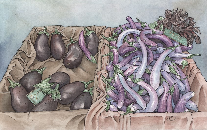 illustration of Purple eggplants at a farmer’s market. Medium: ink and watercolor.
Vegetable, vegetables, produce, food illustration, garden, cuisine, decorative, edible, colorful, detailed.