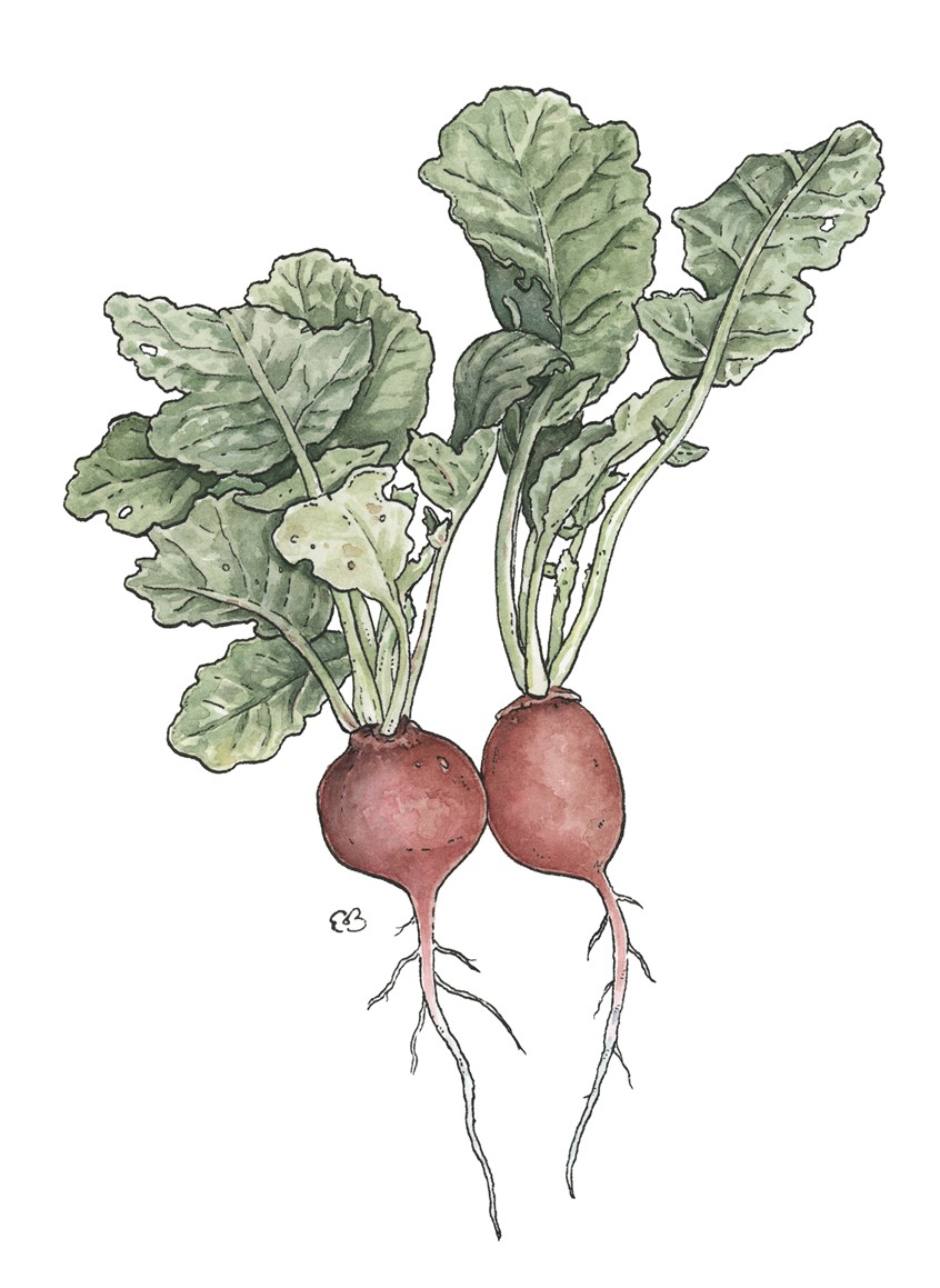 illustration of Fresh radishes from the garden. Medium: ink and watercolor.
Vegetable, vegetables, radish, produce, food, edible, cuisine, illustration, garden, decorative, colorful, detailed.
