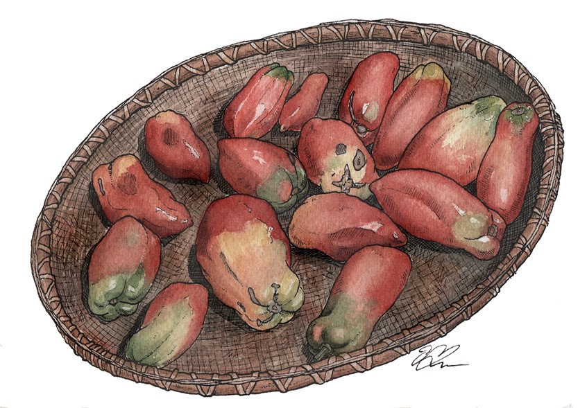 illustration of A basket of colorful tomatoes. Medium: ink and watercolor.
Vegetable, vegetables, tomato, tomatoes, produce, food, illustration, cooking, cuisine, edible, recipe, cookbook, garden, decorative, colorful, detailed.