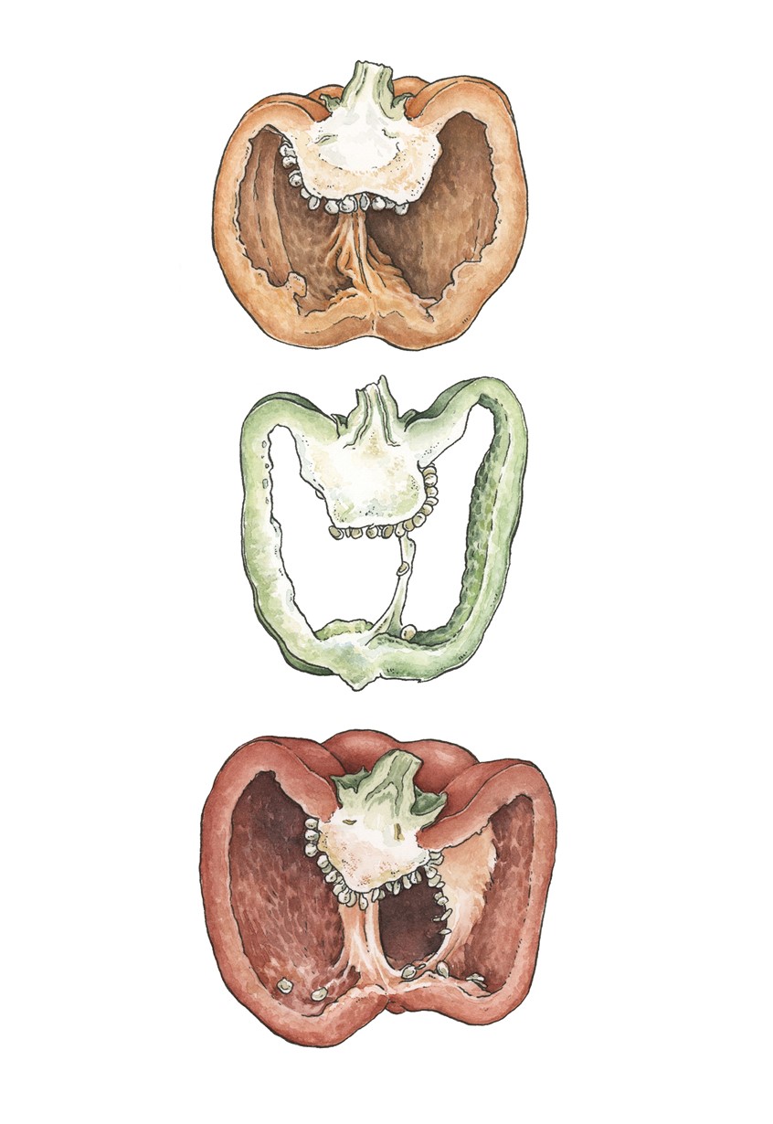 illustration of Colorful sliced peppers. Medium: ink and watercolor.
Vegetable, vegetables, peppers, produce, food, illustration, garden, cuisine, decorative, edible, colorful, detailed.